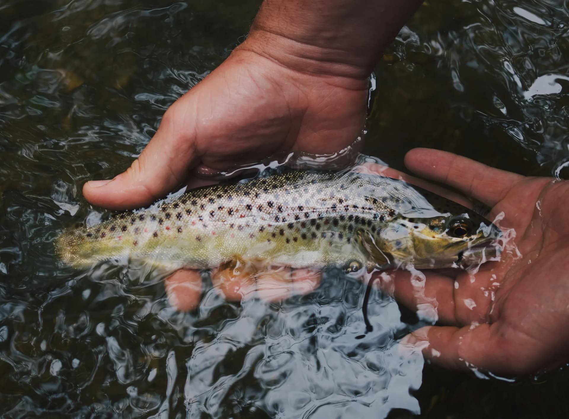 Has Catch and Release Ruined Fishing?