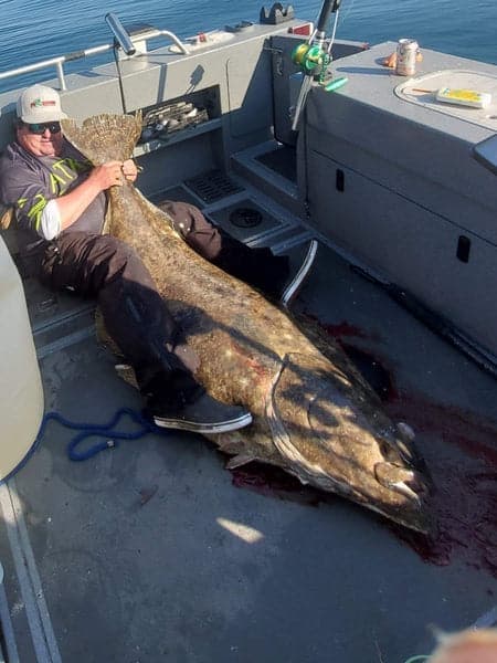 Jim Weber of Big Fish Posse in Homer Alaska with a massive catch