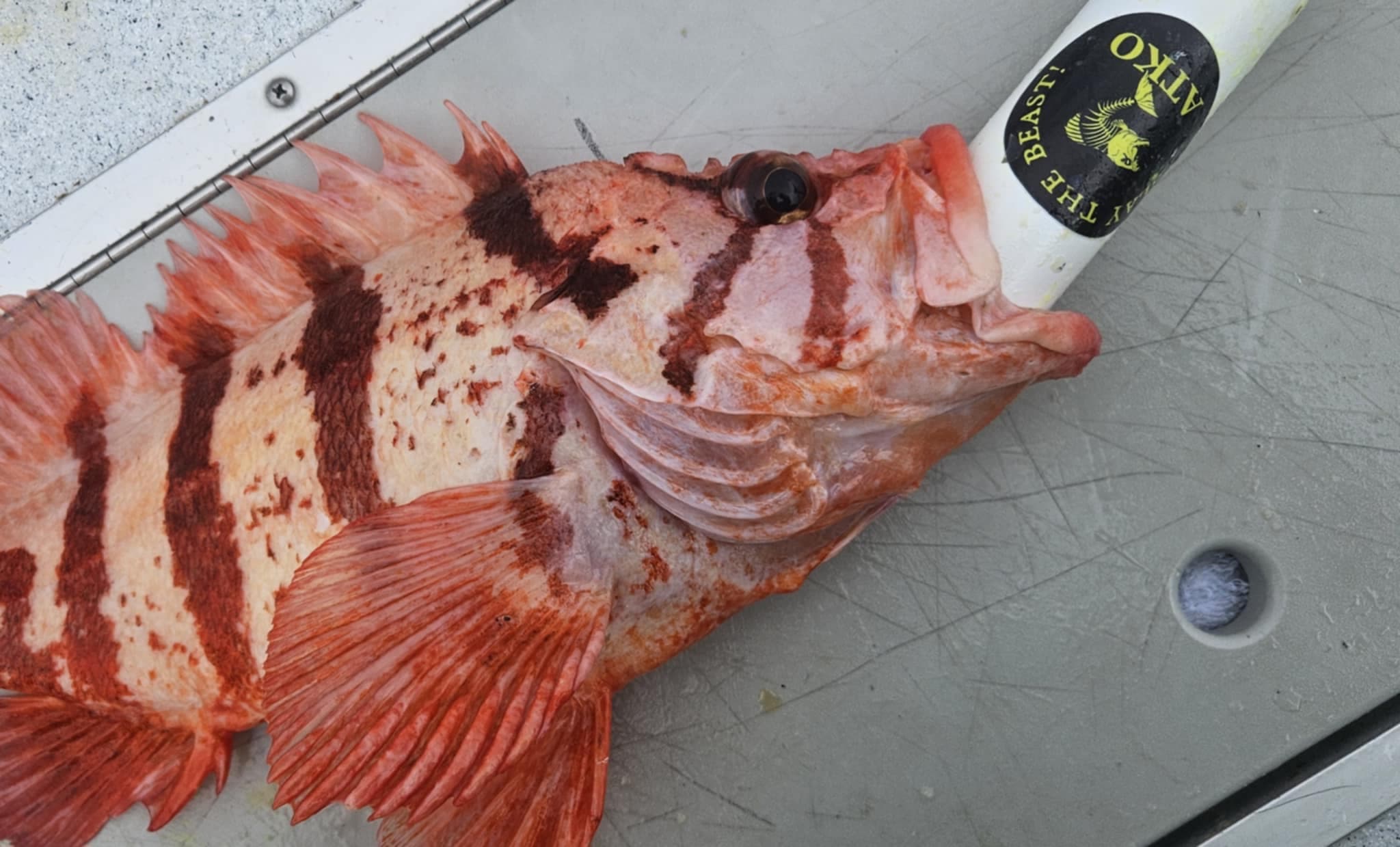 Alaska catch with Slay Sauce
