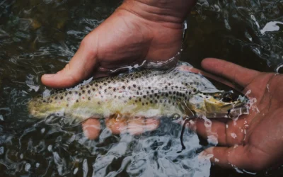Has Catch and Release Ruined Fishing?